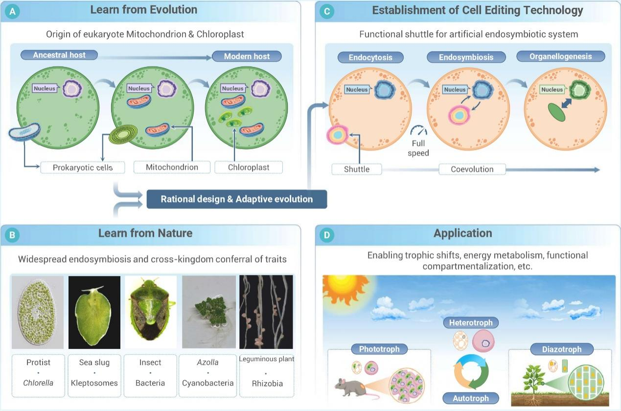 从基因编辑到细胞编辑：球盟会(中国)提出合成生物学新策略